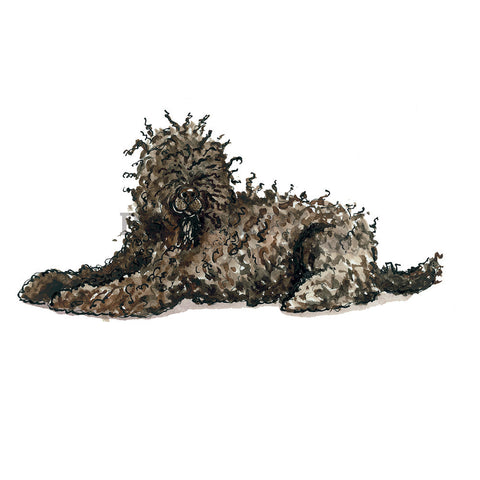 Barbet or French Water Dog Barbet or French Water Dog